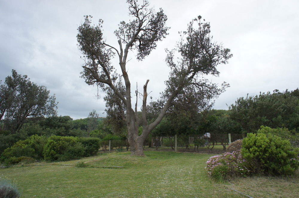 Venus Escapes Guesthouse Venus Bay Bagian luar foto